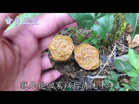 何首烏種植方法|何首烏種植技巧全解析